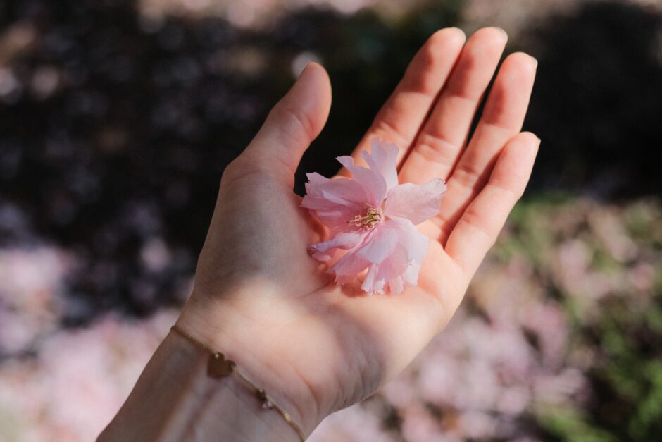 手のひらに乗せた桜の花