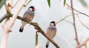 木に止まっている文鳥