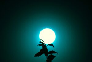 梢の上に差し掛かる青白く輝く月
