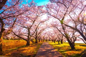 千本桜の並木道