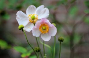 可憐で愛嬌のある花