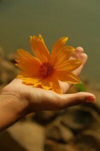 黄色い花をのせた手のひら